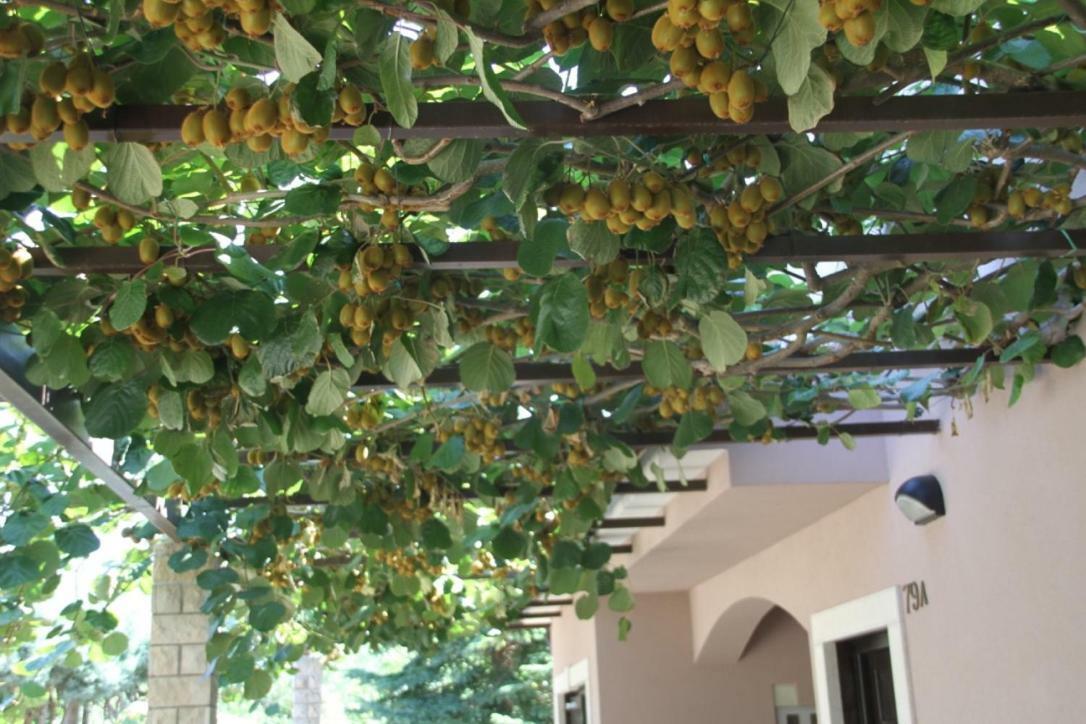 Premantura Olive Garden Villa Bagian luar foto