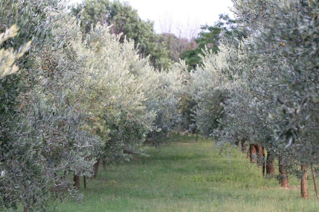 Premantura Olive Garden Villa Bagian luar foto