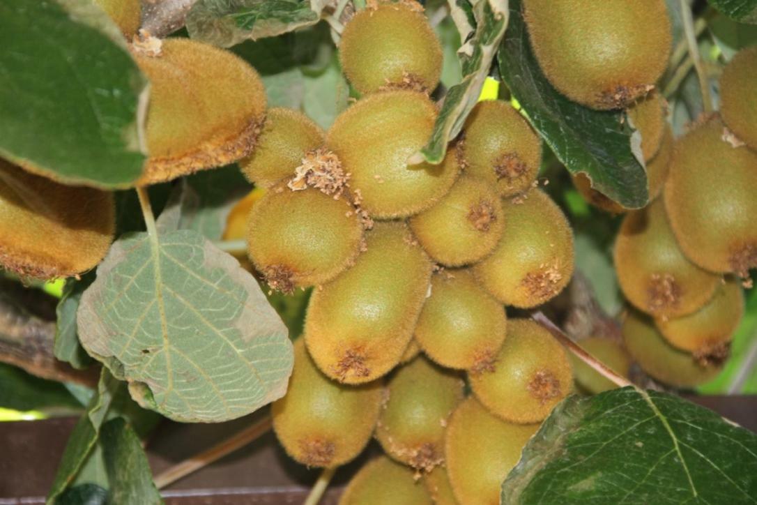 Premantura Olive Garden Villa Bagian luar foto